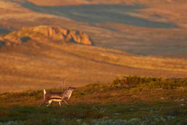 Rentier in der weiten Landschaft des Dovrefjell, Norwegen.