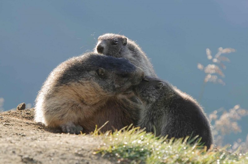 Murmeltierfamilie