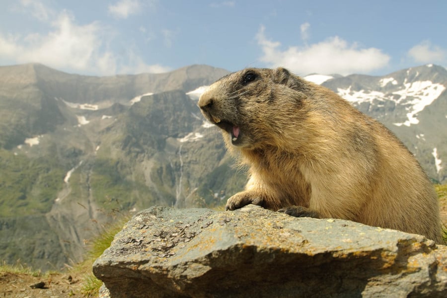Alpenmurmeltier sitzt vor Alpenkulisse auf einem Felsen.