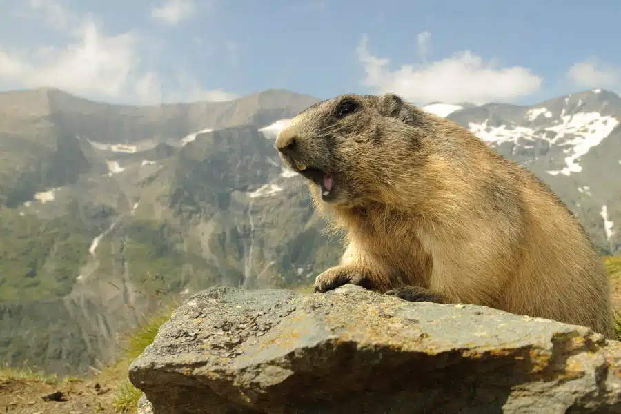 Alpenmurmeltier sitzt vor Alpenkulisse auf einem Felsen.