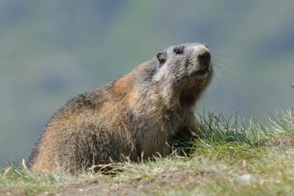 Alpenmurmeltier sitzt aufmerksam auf einer Bergwiese, blickt in die Ferne.