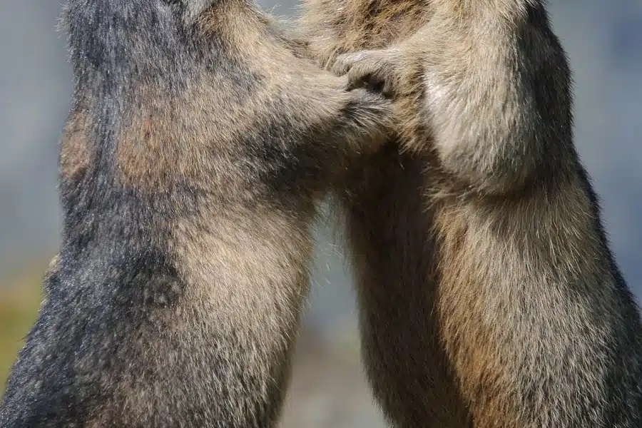 Zwei aufrecht stehende Alpenmurmeltiere interagieren miteinander.