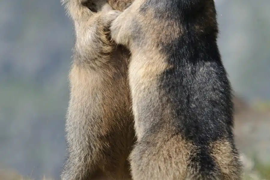 Zwei aufrecht stehende Alpenmurmeltiere in interaktivem Verhalten.