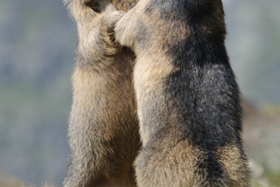 Zwei aufrecht stehende Alpenmurmeltiere in interaktivem Verhalten.