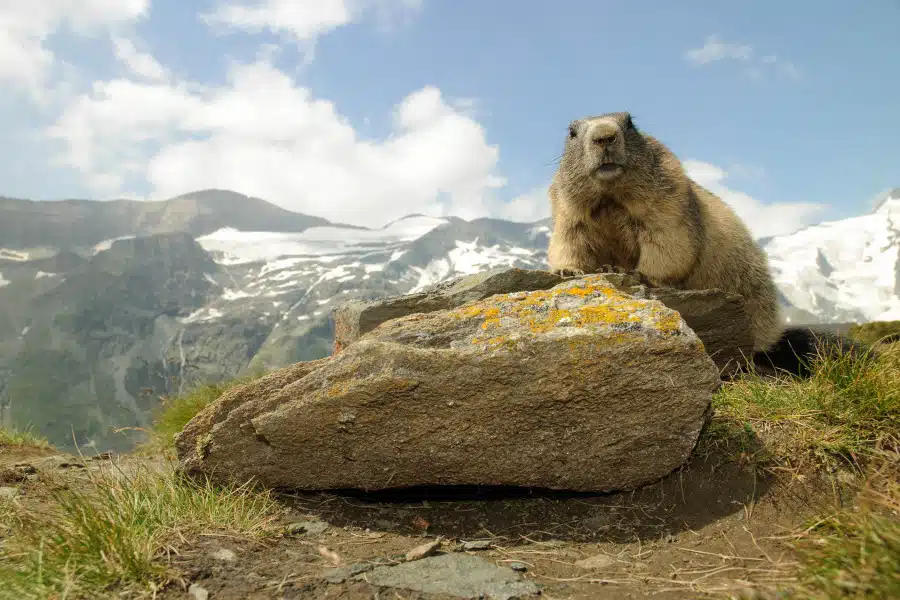 Alpenmurmeltier sitzt auf einem Felsen mit Bergen im Hintergrund.