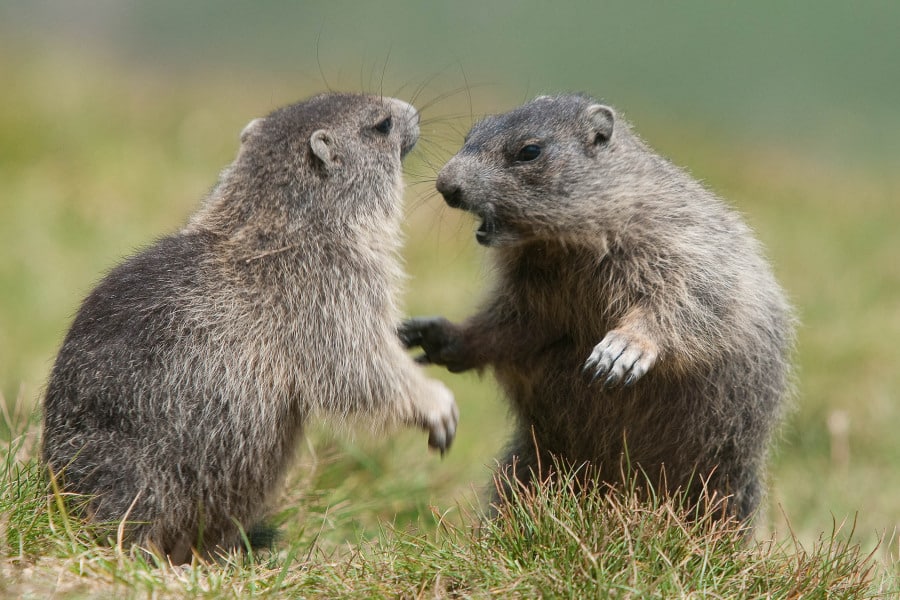 Zwei sich spielende Alpenmurmeltiere in einer alpinen Wiese.