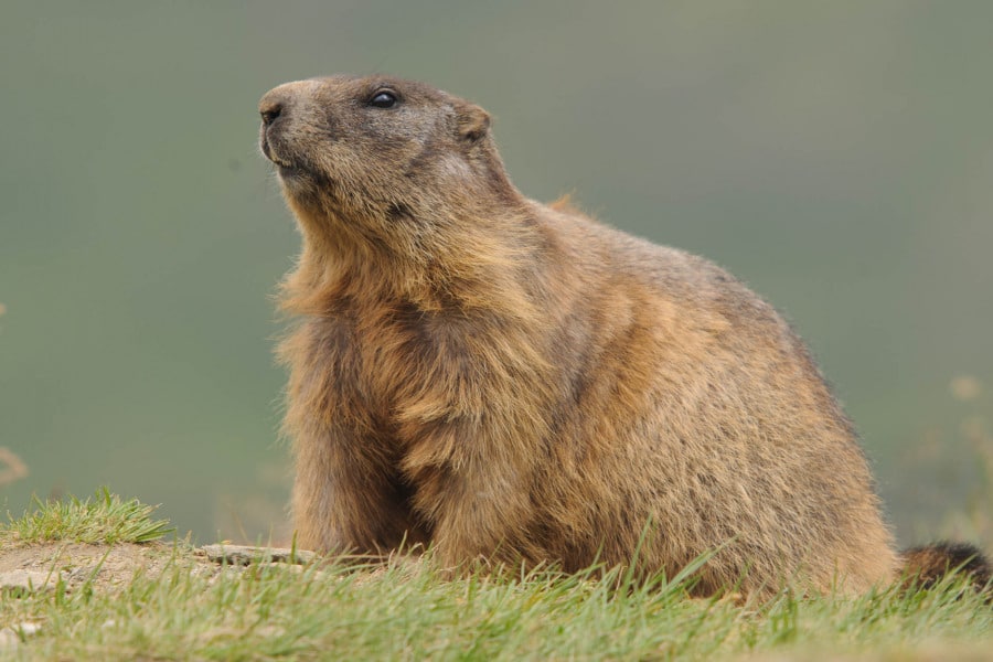 Ein aufmerksames Alpenmurmeltier sitzt in einer grünen Berglandschaft.