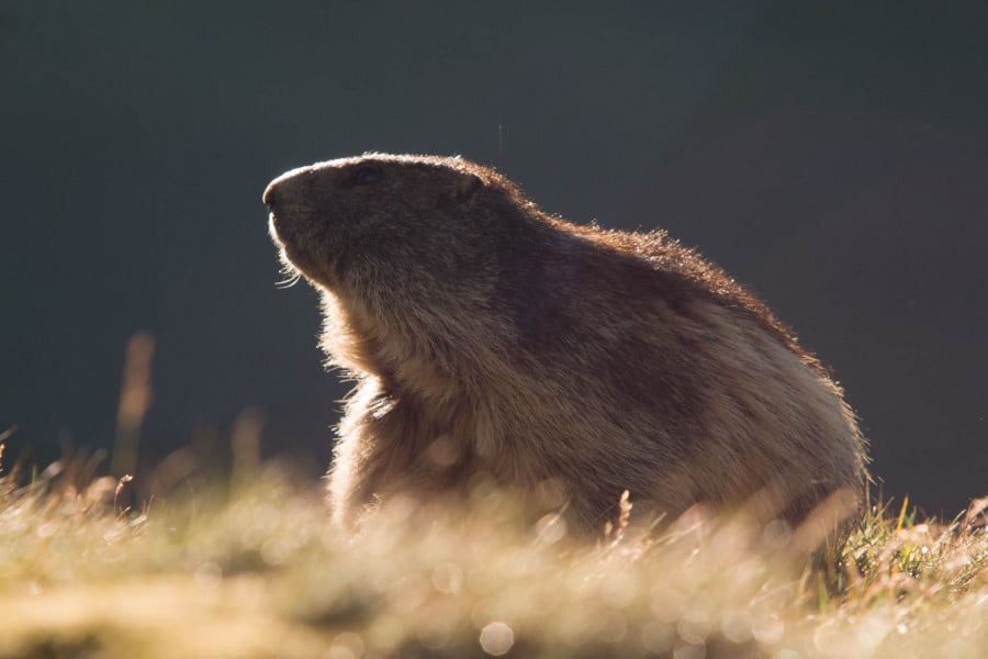 Silhouette eines Alpenmurmeltiers im Gegenlicht auf einer Wiese.