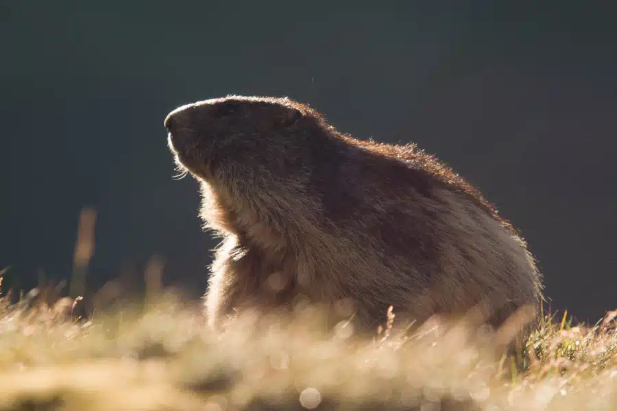 Silhouette eines Alpenmurmeltiers im Gegenlicht auf einer Wiese.