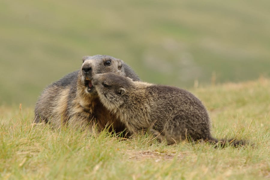 Zwei Murmeltiere in einer alpenländischen Wiese interagieren miteinander.