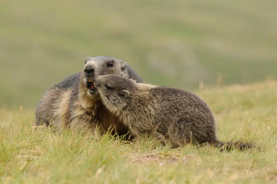 Zwei Murmeltiere in einer alpenländischen Wiese interagieren miteinander.