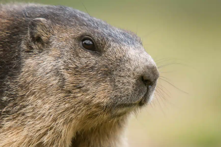 Nahaufnahme eines Alpenmurmeltiers im Profil mit aufmerksamem Blick.