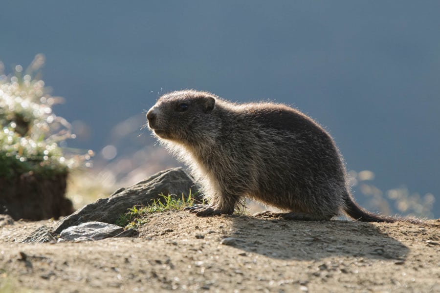 Alpenmurmeltier sitzt im Sonnenlicht auf einem felsigen Untergrund.