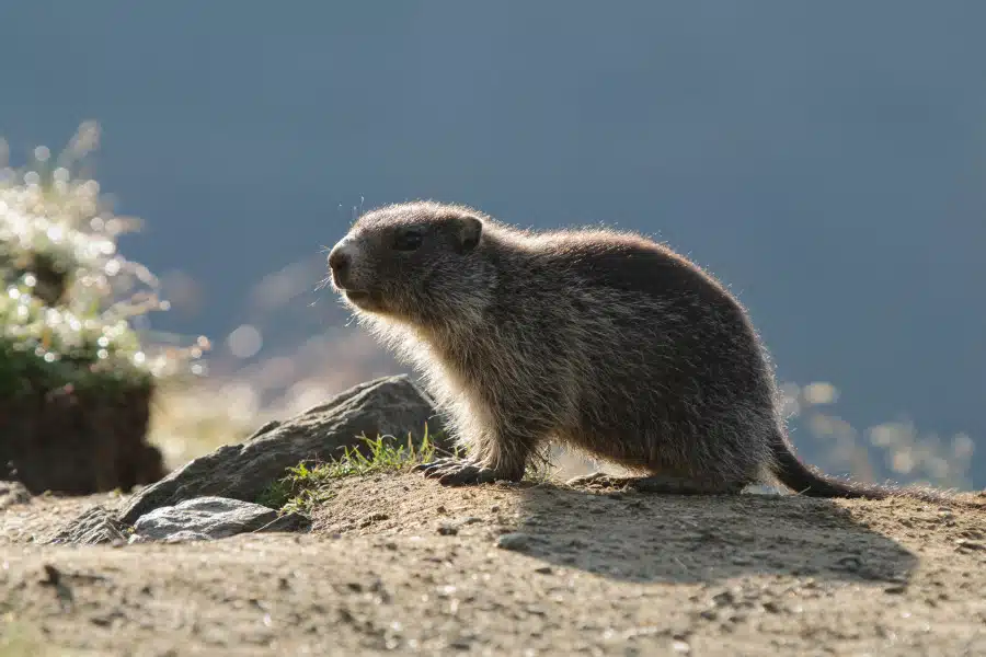Alpenmurmeltier sitzt im Sonnenlicht auf einem felsigen Untergrund.