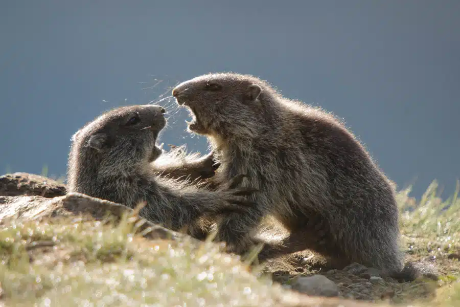 Zwei Alpenmurmeltiere in spielerischer Auseinandersetzung auf einer Wiese.