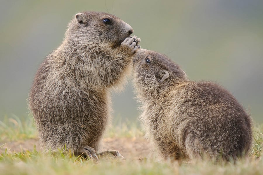 Zwei junge Alpenmurmeltiere interagieren auf einer Wiese.