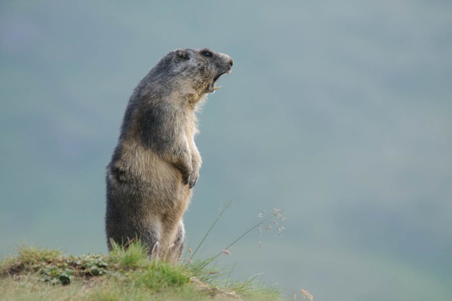 Ein aufrecht stehendes Alpenmurmeltier in einer alpinen Wiese.