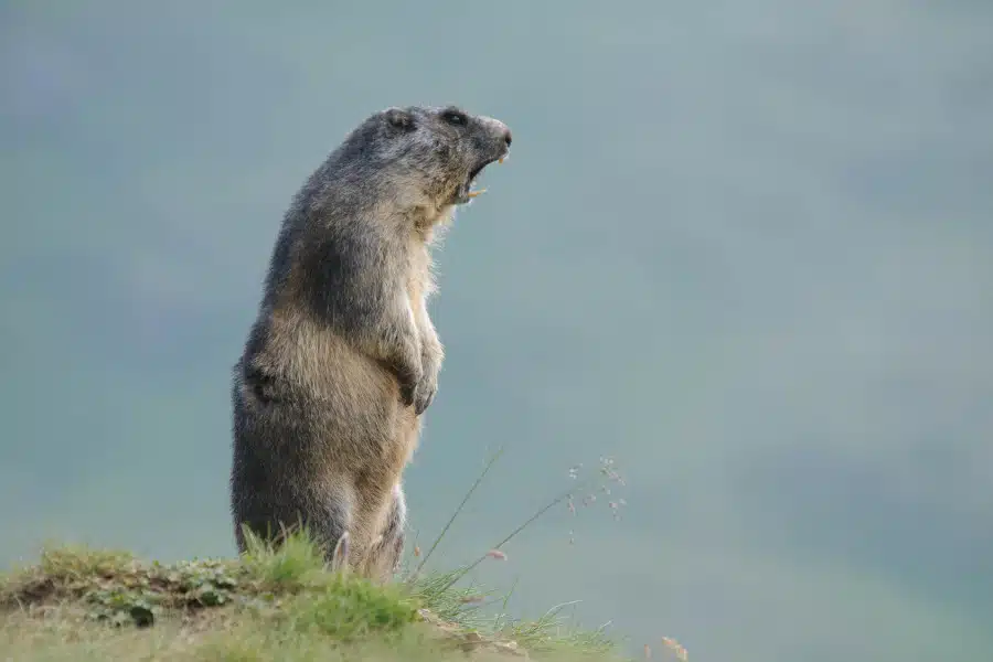 Ein aufrecht stehendes Alpenmurmeltier in einer alpinen Wiese.