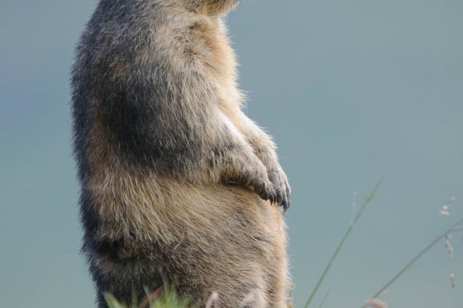 Alpenmurmeltier steht aufrecht in einer Alpinen Wiese.