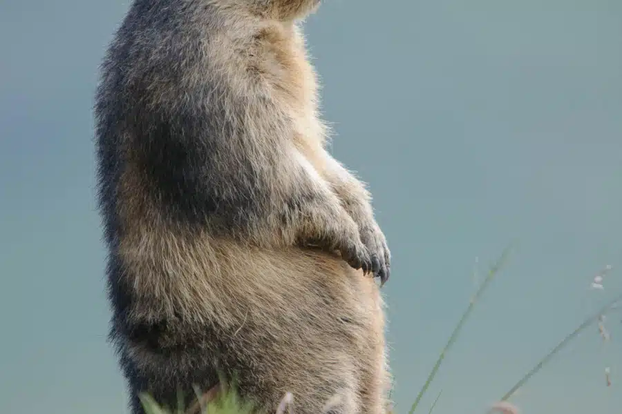 Alpenmurmeltier steht aufrecht in einer Alpinen Wiese.