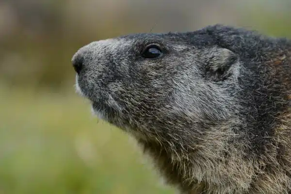 Nahaufnahme eines Alpenmurmeltieres seitlich im Profil.