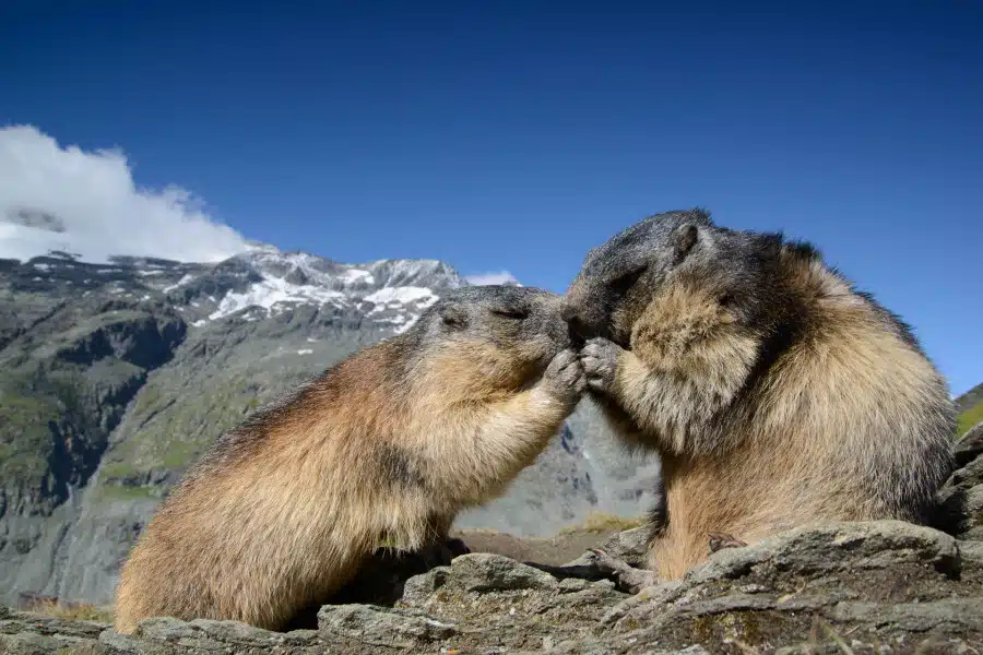 Zwei Alpenmurmeltiere interagieren in einer bergigen Landschaft.