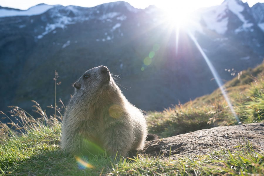 Ein Alpenmurmeltier sitzt auf einer Wiese in alpiner Umgebung im Sonnenlicht.