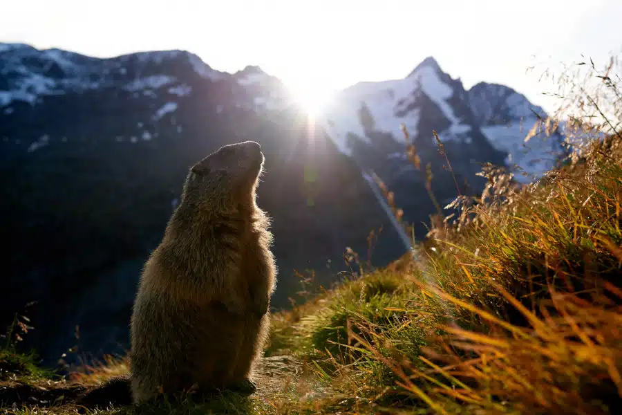 Ein Murmeltier steht vor einer Bergkulisse im Sonnenuntergang.