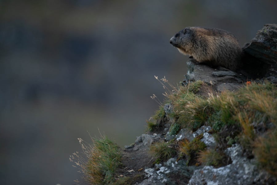 Ein Alpenmurmeltier sitzt auf einem grasbewachsenen Felsvorsprung.
