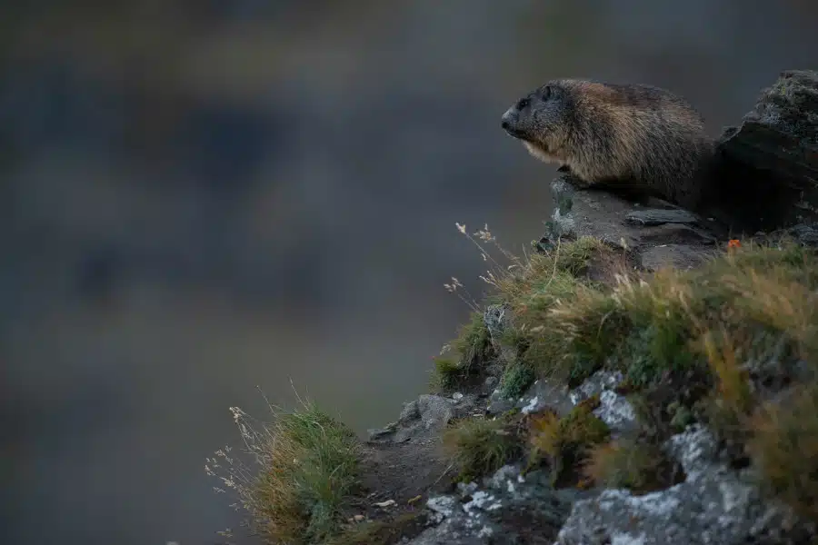 Ein Alpenmurmeltier sitzt auf einem grasbewachsenen Felsvorsprung.