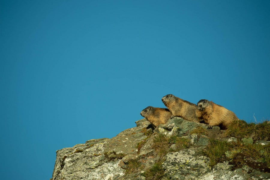 Drei Alpenmurmeltiere sitzen auf einem Felsen mit klarem Himmel im Hintergrund.