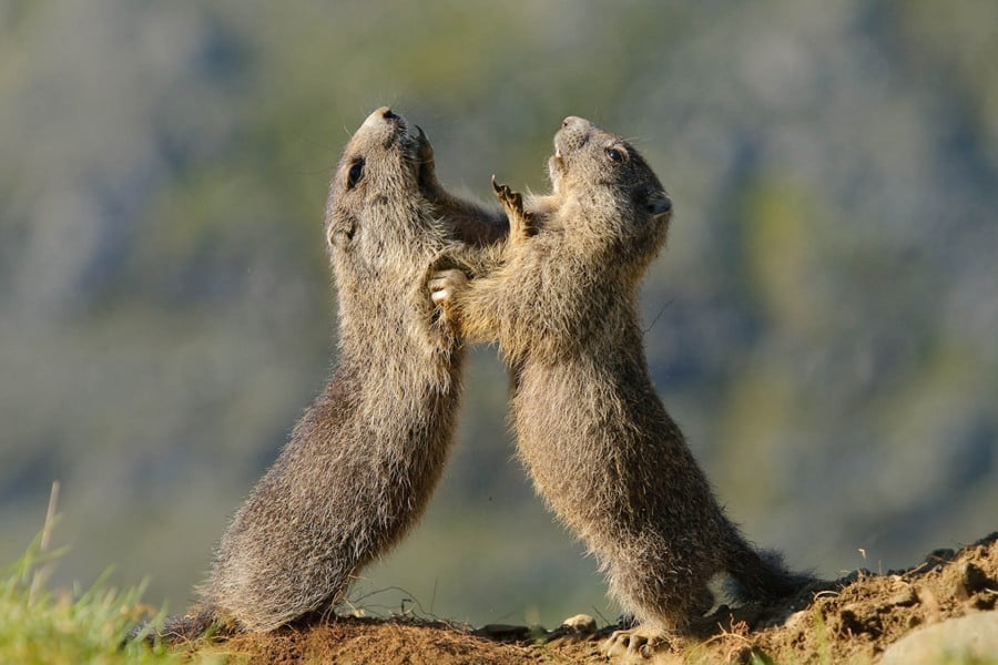 Zwei Alpenmurmeltiere stehen aufrecht und interagieren, soziale Interaktion in alpine Landschaft.