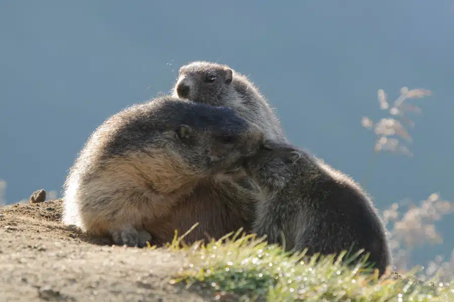 Drei Alpenmurmeltiere interagieren auf einer alpinen Wiese.