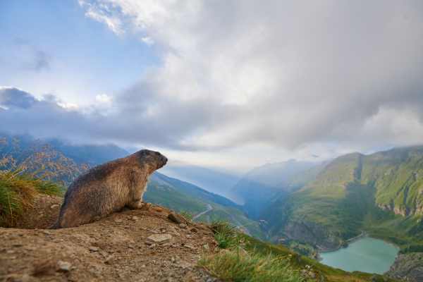 Ein Alpenmurmeltier sitzt auf einem Felsvorsprung in den Alpen und blickt ins Tal.
