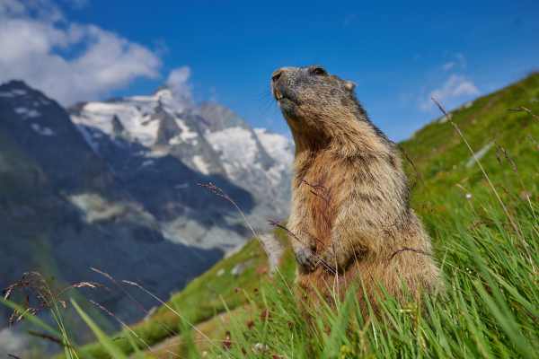 Alpenmurmeltier in Wiese mit Gebirge im Hintergrund, sommerliche Szene