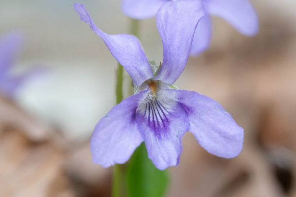 Nahaufnahme einer violetten Veilchenblüte mit feinen Blütenblättern.