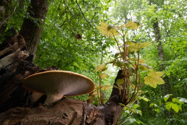 Baumpilz wächst auf Baumstamm in dichtem Laubwald.