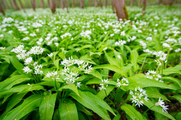 Weiße Bärlauchblüten in einem dichten grünen Teppich im Wald.