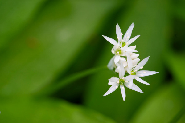 Weiße, sternförmige Blüte des Bärlauchs vor grünem Hintergrund