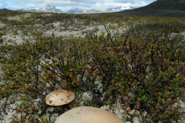 Ein Birkenpilz wächst in einer norwegischen Heidelandschaft mit Moosen und Sträuchern.