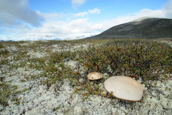 Birkenpilz wächst in arktischer Tundra neben niedrigen Pflanzen.
