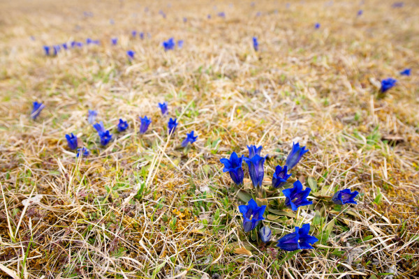 Mehrere Clausius-Enziane mit blauen Blüten auf einer trockenen Wiese.