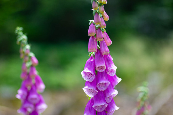 Violette Fingerhutblüten, glockenförmig, in natürlichem Umfeld