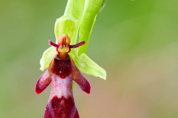 Detailaufnahme der Fliegen-Ragwurz-Blüte, die eine Wespe imitiert.