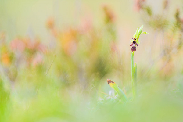 Fliegen-Ragwurz mit typischer Blütenform in einer Wiese.