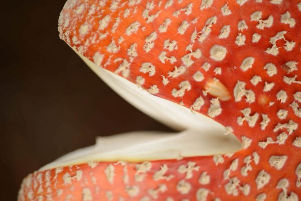 Nahaufnahme eines Fliegenpilzes mit roter Kappe und weißen Flecken.