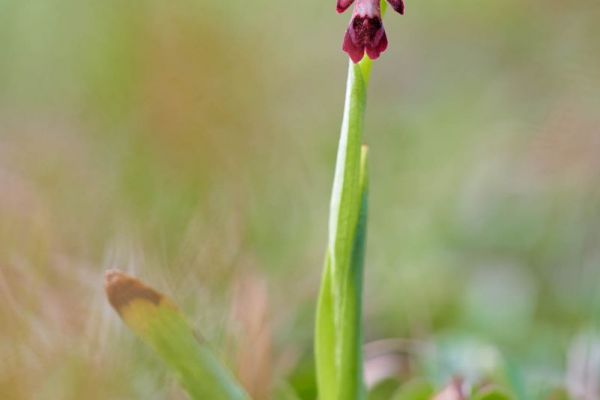 Eine einzelne Fliegen-Ragwurzblüte in einer natürlichen Wiese.