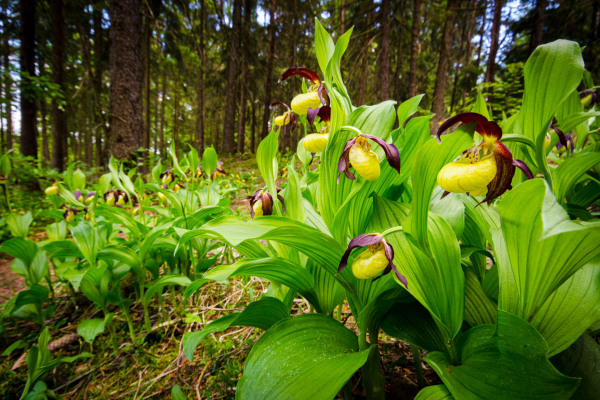 Frauenschuh-Orchideen wachsen in einem bewaldeten Gebiet.