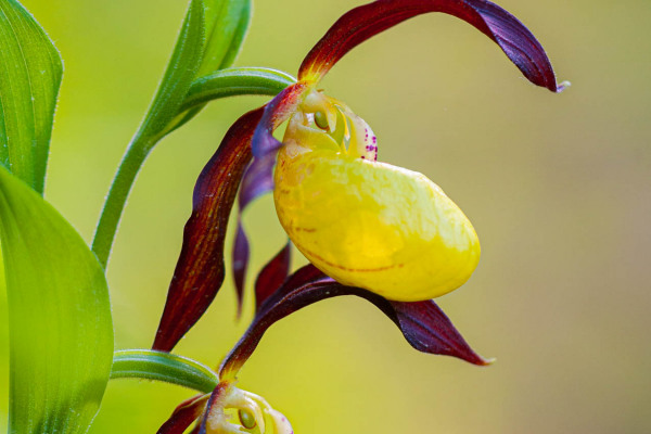 Nahaufnahme einer gelben Frauenschuh-Orchidee mit braunen Blättern.