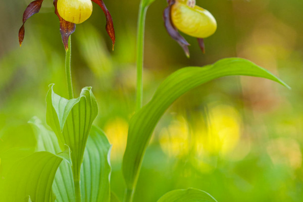 Zwei gelbe Frauenschuhblüten inmitten grüner Blätter